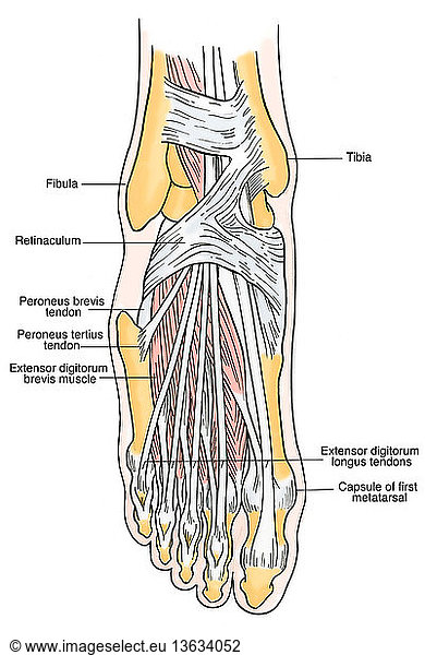 Anatomical illustration of the foot (from superior position) Anatomical ...