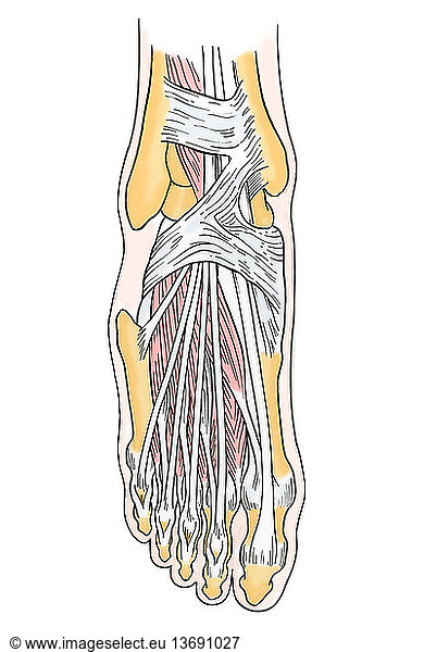 Anatomical illustration of the foot (from superior position) Anatomical ...