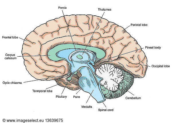 Anatomical illustration of the human brain Anatomical illustration of ...