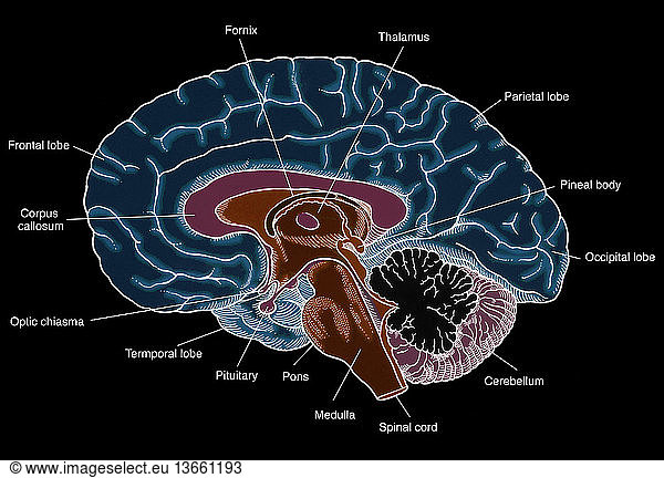 Anatomical illustration of the human brain Anatomical illustration of ...