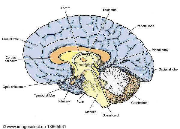 Anatomical illustration of the human brain Anatomical illustration of ...