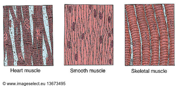 Anatomical Illustration Of Three Types Of Muscle: Heart (left) Smooth 