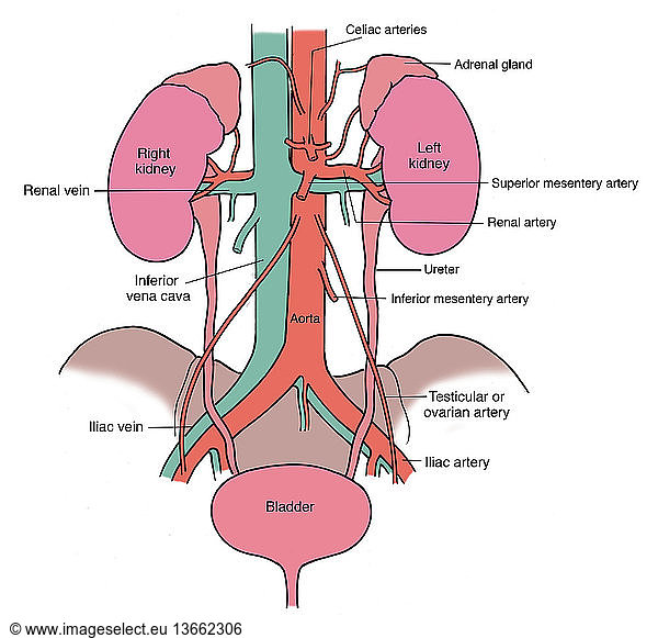 Anatomical illustration of urinary system Anatomical illustration of ...