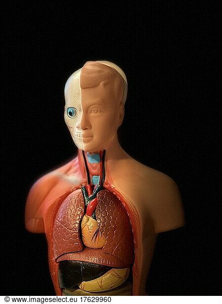 Anatomical model showing the organs of the human respiratory system and digestive system.
