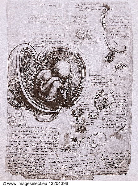 Anatomical sketch by Leonardo Da Vinci
