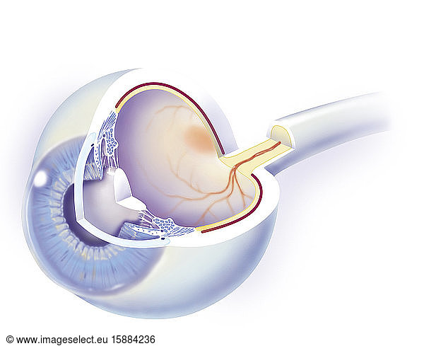 Anatomie des Auges. Coupe de l'oeil montrant les principales structures de l'oeil avec  en avant (gauche) la cornée  en arrière la sclérotique. Das Horn  durch das man die Iris sieht  und dahinter die Kristalline  die mit den Flimmerhärchen durch zonuläre Fasern verbunden ist. Auf der Vorderseite ist der Hohlraum in der Mitte verglast. Der innere Augenhintergrund wird von der Rötung (jaune) und dem auf der Skala liegenden Chorus beherrscht. Gegenüber dem Horn befindet sich der optische Nerf mit der zentralen Rötungsfaser  die die Makula umgibt (roter Bereich auf der rechten Seite des optischen Nerfs).