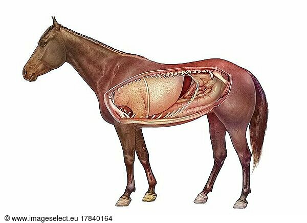 Anatomy of a horse showing the lungs  digestive system.