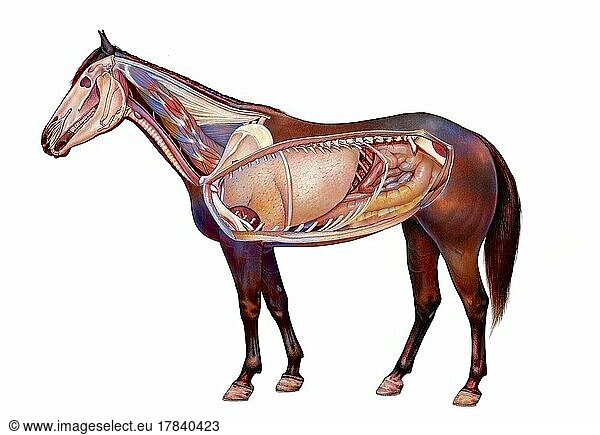 Anatomy of a horse showing the lungs  digestive system.