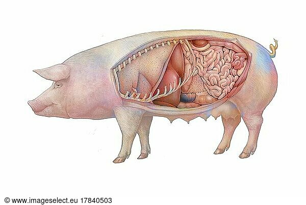 Anatomy of a sow showing the lungs  digestive system.