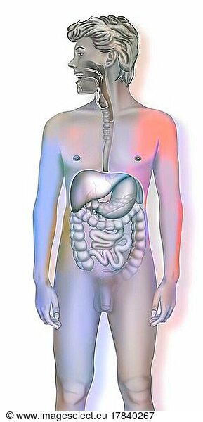 Anatomy of human digestive system with stomach  small intestine.