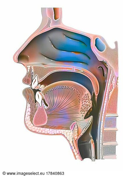 Anatomy Of Nasopharynx With Nasal Cavity Anatomy Of Nasopharynx With 