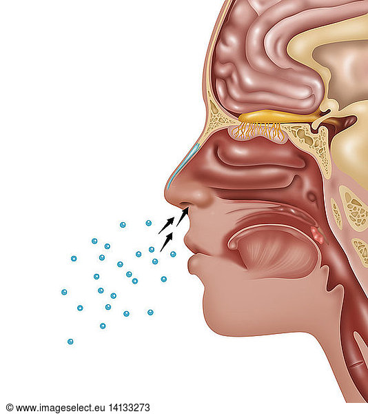 Anatomy of Smell Anatomy of Smell, Illustration,airborne chemicals ...