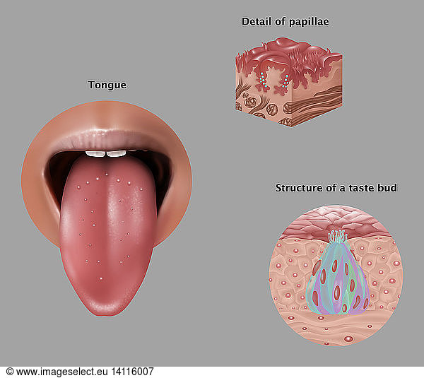 Anatomy of Taste Anatomy of Taste, Illustration,annotated,basal ...