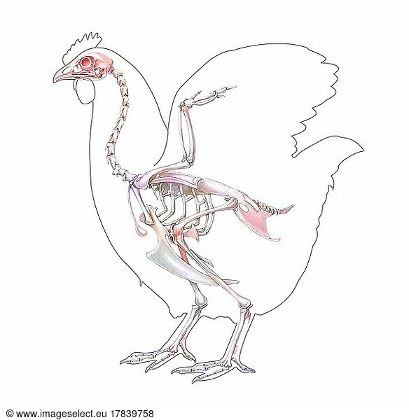 Anatomy of the hen with its bone system.