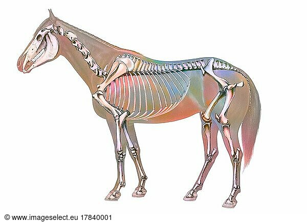 Anatomy of the horse with its bone system.