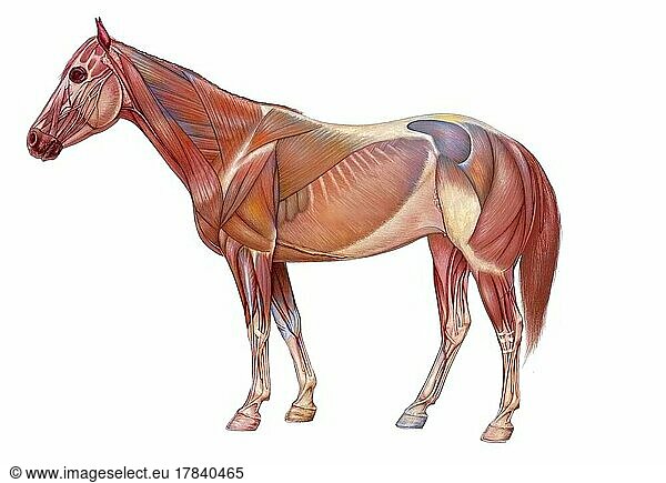 Anatomy of the horse with its muscular system.