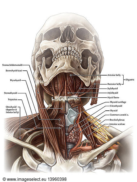 Anatomy of the Neck Anatomy of the Neck,annotated,brachial plexus ...