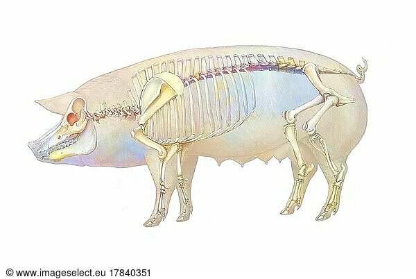 Anatomy of the pig with its bone system.