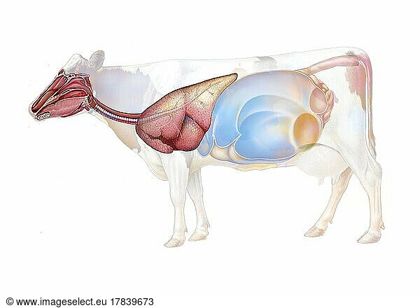 Anatomy of the respiratory system in the cow.