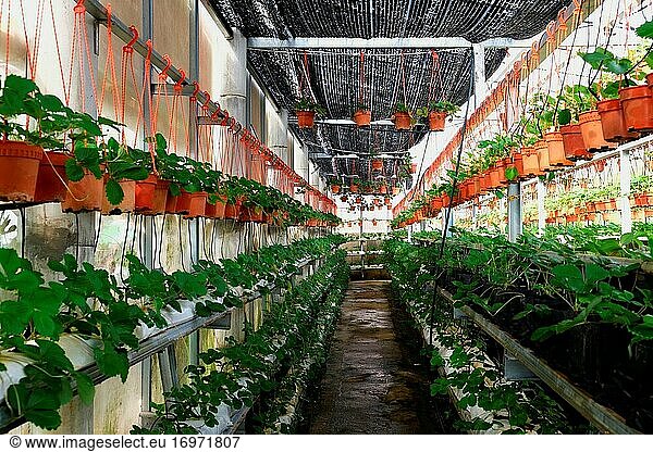 Anbau von Erdbeeren in einer Baumschule  Kuching  Sarawak  Borneo