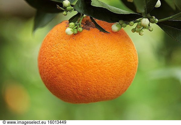 Anbau von Orangen Washington Navel. Sizilien.
