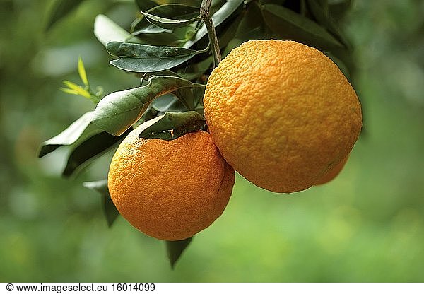 Anbau von Orangen Washington Navel. Sizilien.