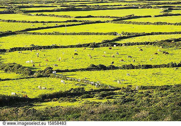 Ancient field boundaries near Zennor  Cornwall  UK.