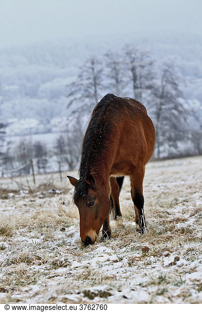 Andalusian Horse  paddock in wintertime