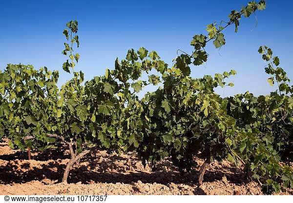 Andalusien Spanien Weinberg