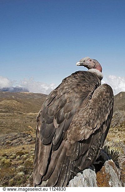 Andenkondor (Vultur Gryphus). Pico de Aguila (4300 m)  Anden. Venezuela