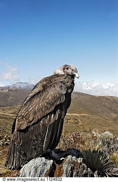 Andenkondor (Vultur Gryphus). Pico de Aguila (4300 m) Anden. Venezuela