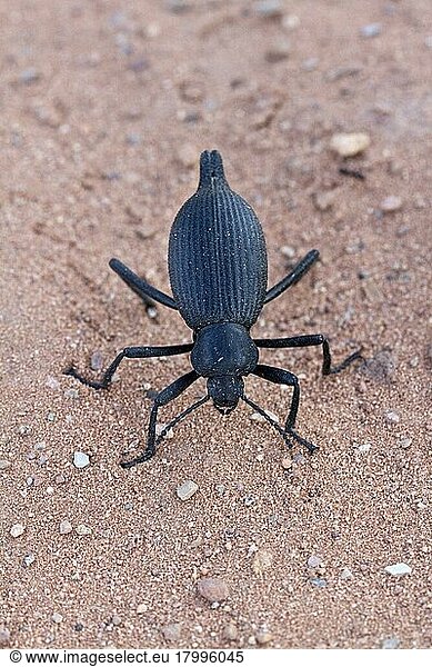 Andere Tiere  Insekten  Käfer (Tenebrionidae)  Tiere  Darkling beetle from Utah USA