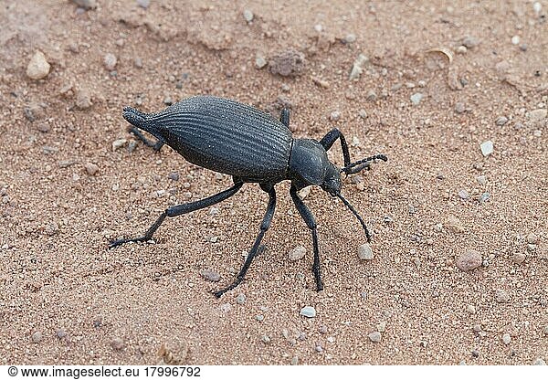 Andere Tiere  Insekten  Käfer (Tenebrionidae)  Tiere  Darkling beetle from Utah USA