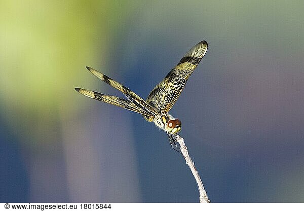Andere Tiere  Insekten  Libellen  Tiere  Halloween Pennant (Celithemis eponina)