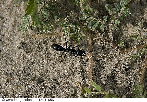 Andere Tiere  Insekten  Tiere  Ameisen  Matabele ant  Botswana  Afrika