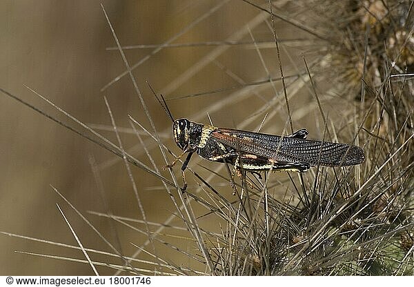 Andere Tiere  Insekten  Tiere  Feldheuschrecken  Galapagos Large painted locust