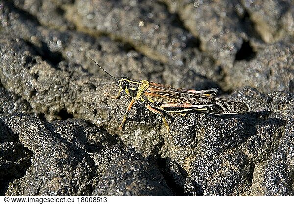 Andere Tiere  Insekten  Tiere  Feldheuschrecken  Galapagos large painted locust