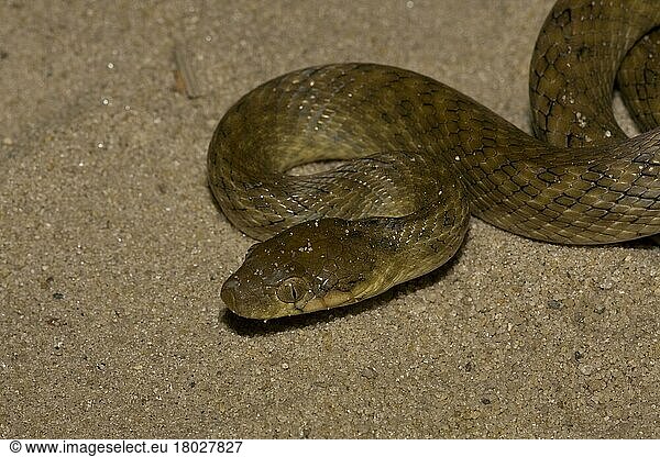 Andere Tiere  Reptilien  Schlangen  Tiere  Night Snake (Madagascarophis colubrinus)