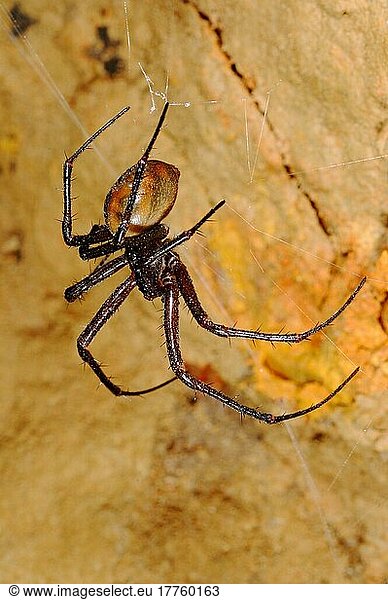 Andere Tiere  Spinnen  Spinnentiere  Tiere  Streckerspinnen  Cave Spider (Meta bourneti) adult  on web in cave  Italy  july