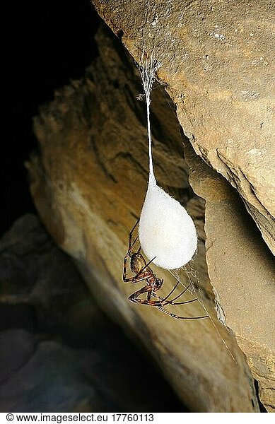 Andere Tiere  Spinnen  Spinnentiere  Tiere  Streckerspinnen  Cave Spider (Meta bourneti) adult  with cocoon in cave  Italy  july