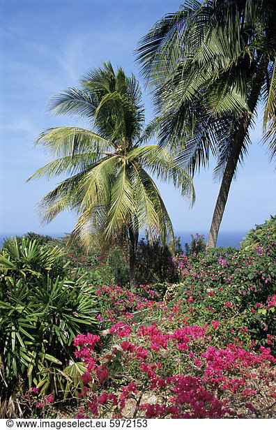 Andromeda Gärten  nahe Bathsheba  Barbados  Antillen  Karibik  Mittelamerika