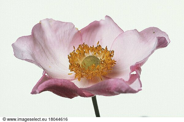 Anemone  Blume  Herbstanemone (Anemone hupehensis)  Blüte (Pflanzen) (Blumen) (Blüten) (Hahnenfußgewächse) (Ranunculaceae) (Gartenpflanze) (Freisteller) (Objekt) (innen) (Studio) (Querformat) (horizontal) (Nahaufnahme) (Detail) (pastell) (close-up) (rosa) (pink)