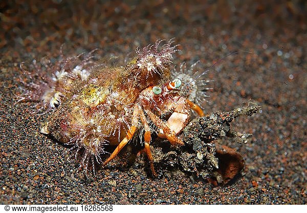 Anemonen-Einsiedlerkrebs (Dardanus pedunculatus) Bali Indopazifik Indonesien Asien