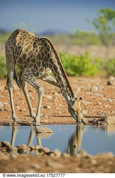 Angola-Giraffe (Giraffa camelopardalis angolensis) trinkt an einem Wasserloch  Etosha National Park  Namibia  Afrika