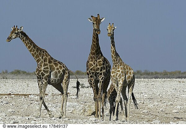 Angola-Giraffen (Giraffa camelopardalis angolensis)  zwei adulte Tiere  ein Männchen und ein gehendes Weibchen  ein junges Weibchen und ein Fohlen am Wasserloch  Etosha-Nationalpark  Namibia  Afrika