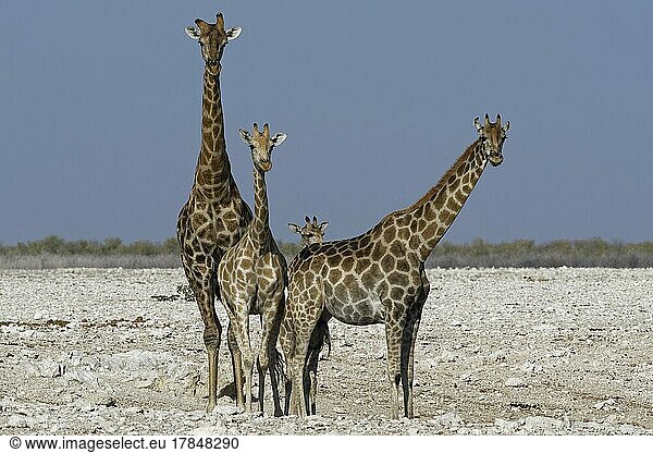 Angola-Giraffen (Giraffa camelopardalis angolensis)  zwei erwachsene Tiere  ein Männchen und ein Weibchen (rechts)  ein junges Weibchen und ein Fohlen am Wasserloch  Etosha-Nationalpark  Namibia  Afrika