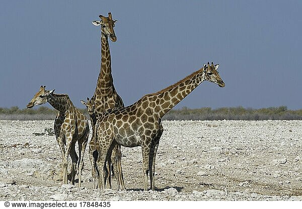 Angola-Giraffen (Giraffa camelopardalis angolensis)  zwei erwachsene Tiere  ein Männchen und ein Weibchen (rechts)  ein junges Weibchen und ein Fohlen am Wasserloch  Etosha-Nationalpark  Namibia  Afrika