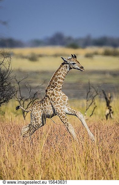 Angolanische Giraffe (Giraffa camelopardalis angolensis)  Jungtier galoppiert durch die Savanne  Moremi Wildlife Reserve  Ngamiland  Botswana  Afrika