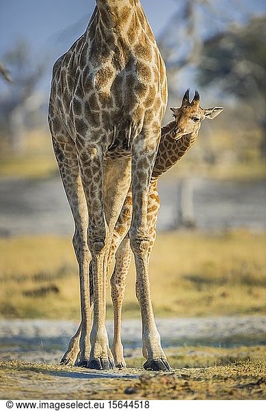 Angolanische Giraffen (Giraffa camelopardalis angolensis)  Jungtier schaut hinter den Beinen der Mutter hervor  Detailaufnahme  Moremi Wildlife Reserve  Ngamiland  Botswana  Afrika