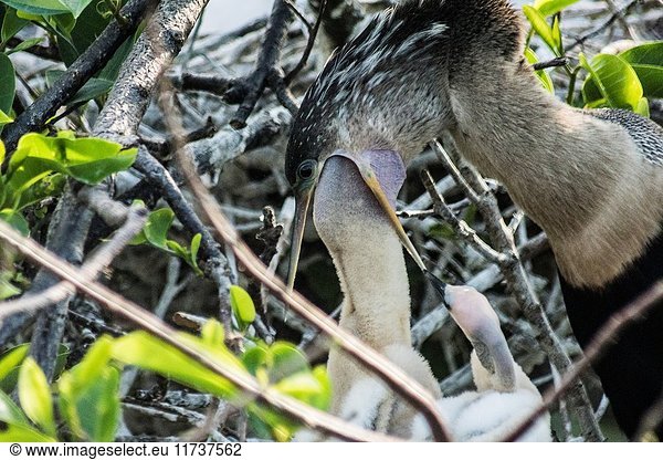 Anhinga chick reaching in parent's throat for food  Florida  USA.